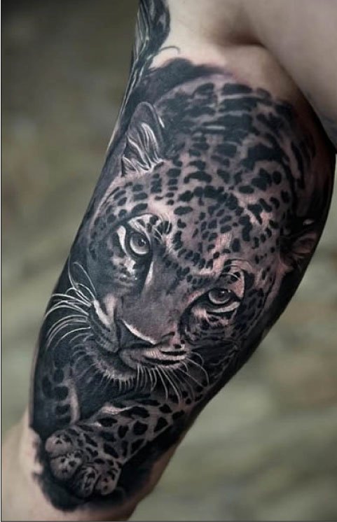 tigre-1